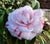 LA Peppermint Camellia Japonica