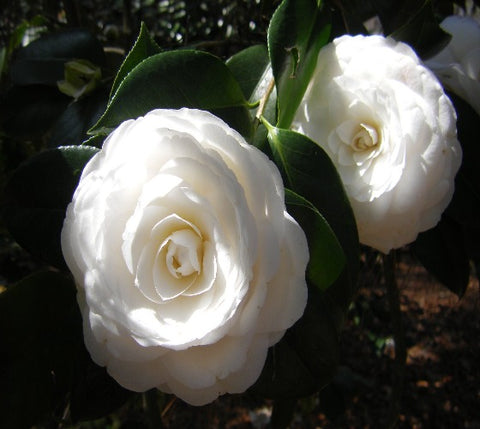 White By The Gate Camellia Japonica