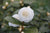 White By The Gate Camellia Japonica
