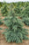 Divinely Blue Deodar Cedar
