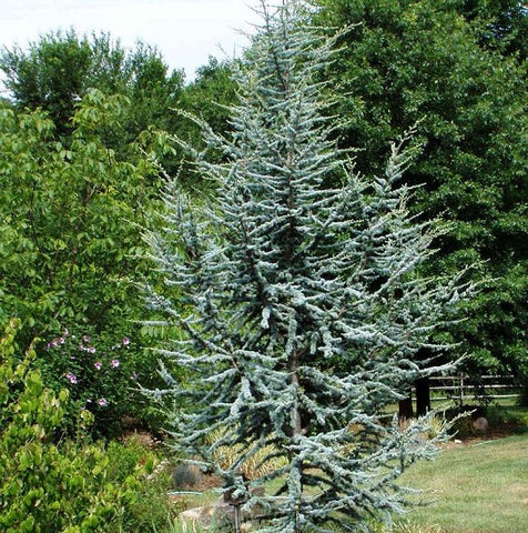 Horstmann Blue Atlas Cedar