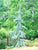 Horstmann Blue Atlas Cedar