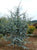 Horstmann Blue Atlas Cedar