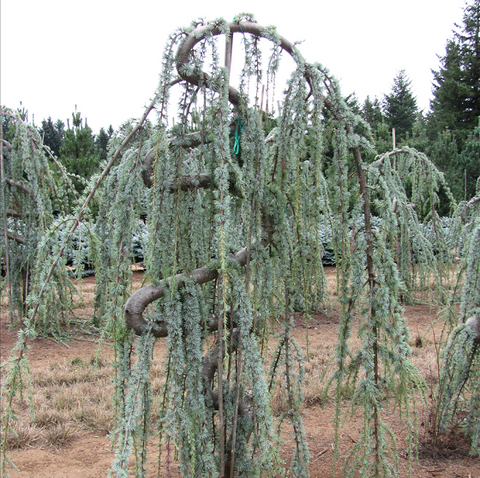 Weeping Blue Atlas Cedar