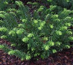 Duke Gardens Japanese Plum Yew