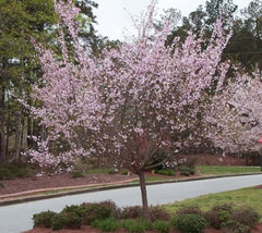 Autumnalis Ornamental Flowering Cherry Tree