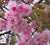 Kwanzan Ornamental Flowering Cherry Tree