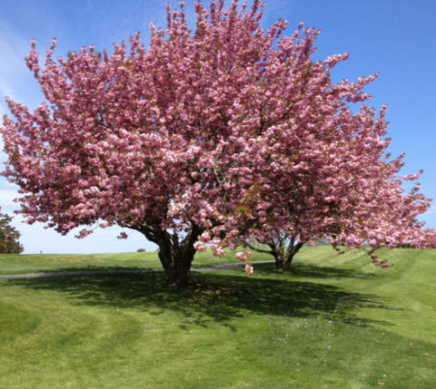 Kwanzan Ornamental Flowering Cherry Tree