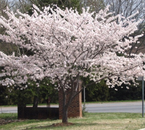 Yoshino Ornamental Flowering Cherry Tree