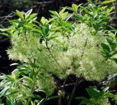 Grancy Greybeard ( chionanthus virginicus )