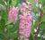 Ruby Spice Summersweet clethra alnifolia ruby spice