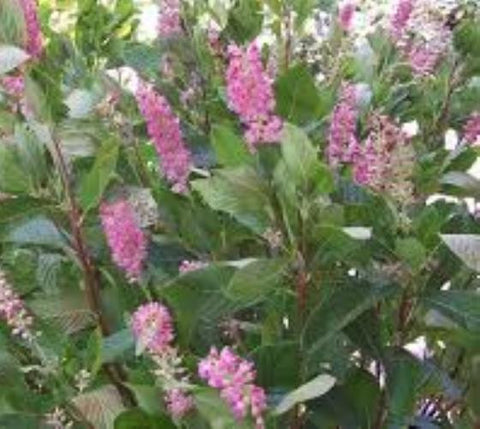 Ruby Spice Summersweet Clethra