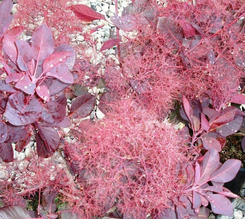 Velvet Cloak Smokebush Tree ( cotinus )