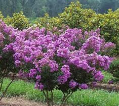 Catawba Purple Crape Myrtle