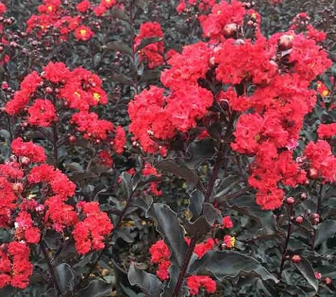 Ebony Flame Red Crape Myrtle
