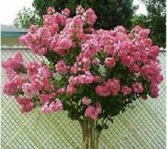 miami pink crape myrtle tree