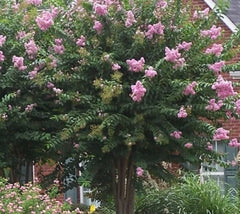 Muskogee Lavender Crape Myrtle