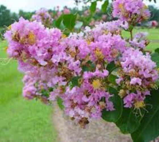 crape myrtle lavender tree Muskogee Lavender Crape Myrtle