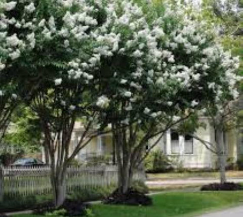 Natchez White Crape myrtle