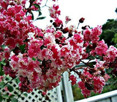 Peppermint Lace Crape Myrtle