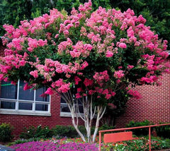 Pink Velour Crape Myrtle Tree