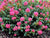 Pocomoke ( Dwarf ) Pink Crape Myrtle