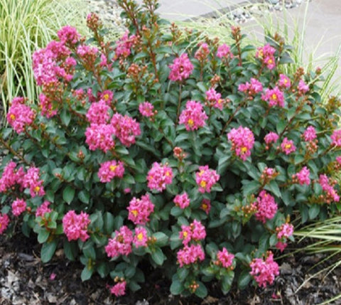 Pocomoke ( Dwarf ) Pink Crape Myrtle