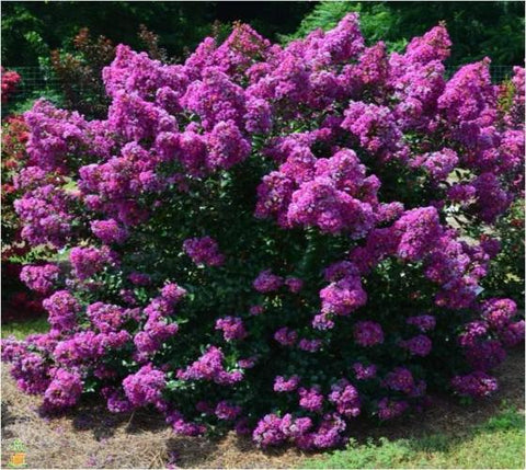 First Editions® Purple Magic™ Dwarf Crape Myrtle