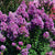 First Editions® Purple Magic™ Dwarf Crape Myrtle