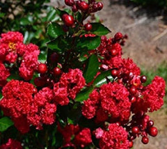 Ruffled Red Magic Crape Myrtle