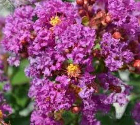 Twilight Purple Crape Myrtle