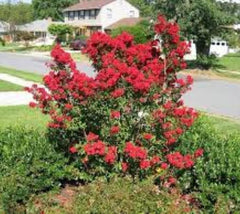Victor ( Dwarf ) Red Crape Myrtle lagerstroemia indica victor