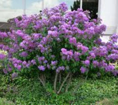Centennial Dwarf Purple Crape Myrtle lagerstroemia centennial