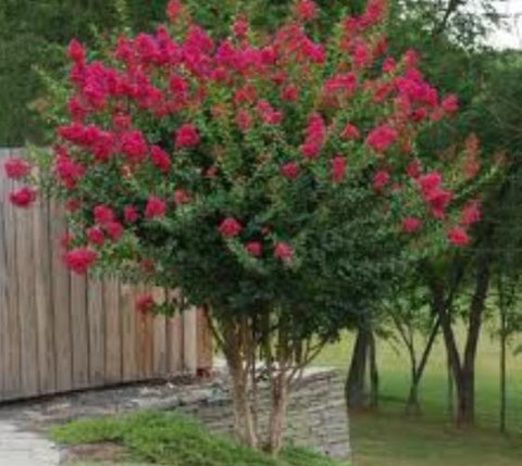 Tonto Fuchsia-Red Crape Myrtle