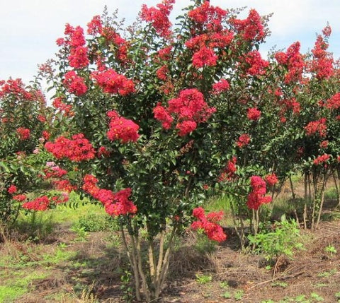 Carolina Beauty Red Crape Myrtle