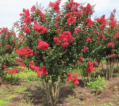 Carolina Beauty Red Crape Myrtle