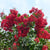 Carolina Beauty Red Crape Myrtle