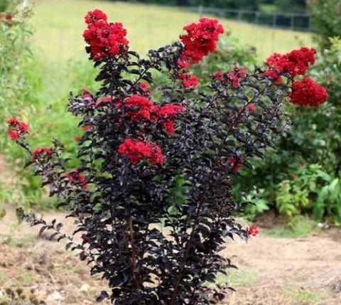 Ebony Fire Crape Myrtle