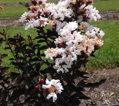 Ebony and Ivory Crape Myrtle