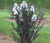 Ebony and Ivory Crape Myrtle