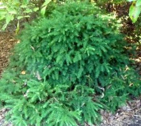 Elegans Nana Cryptomeria ( dwarf japanese cedar )