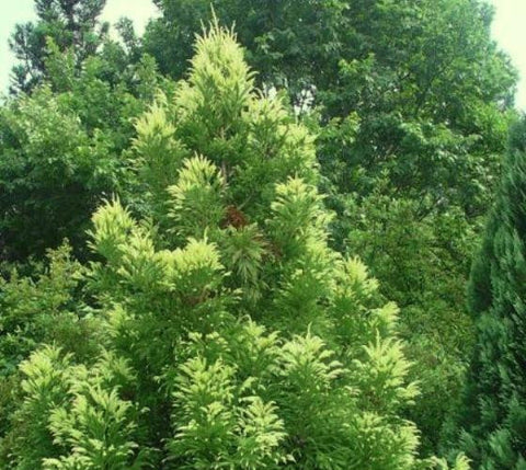 Sekkan Sugi ( Golden Curls ) Cryptomeria