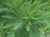 Bald Cypress Tree ( Taxodium distichum )