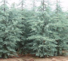 Blue Ice Arizona Cypress Tree