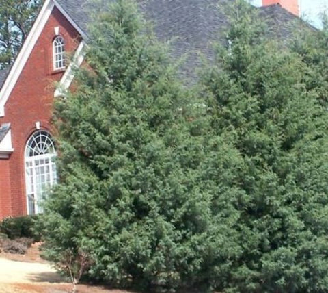 Carolina Sapphire Arizona Cypress