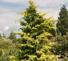 Crippsii Golden Hinoki Cypress