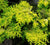 Crippsii Golden hinoki cypress Chamaecyparis obtusa 'Crippsii'