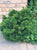 Dwarf Hinoki Cypress ( nana gracilis )