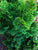 Dwarf Hinoki Cypress ( nana gracilis )