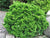 Dwarf Hinoki Cypress ( nana gracilis )